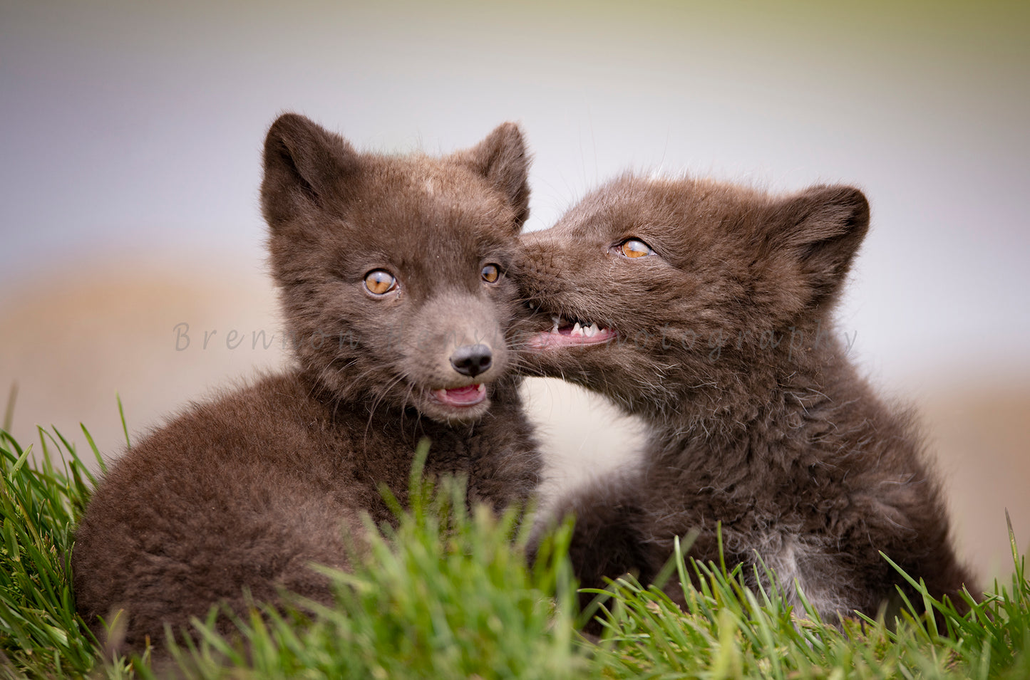 Playful Siblings