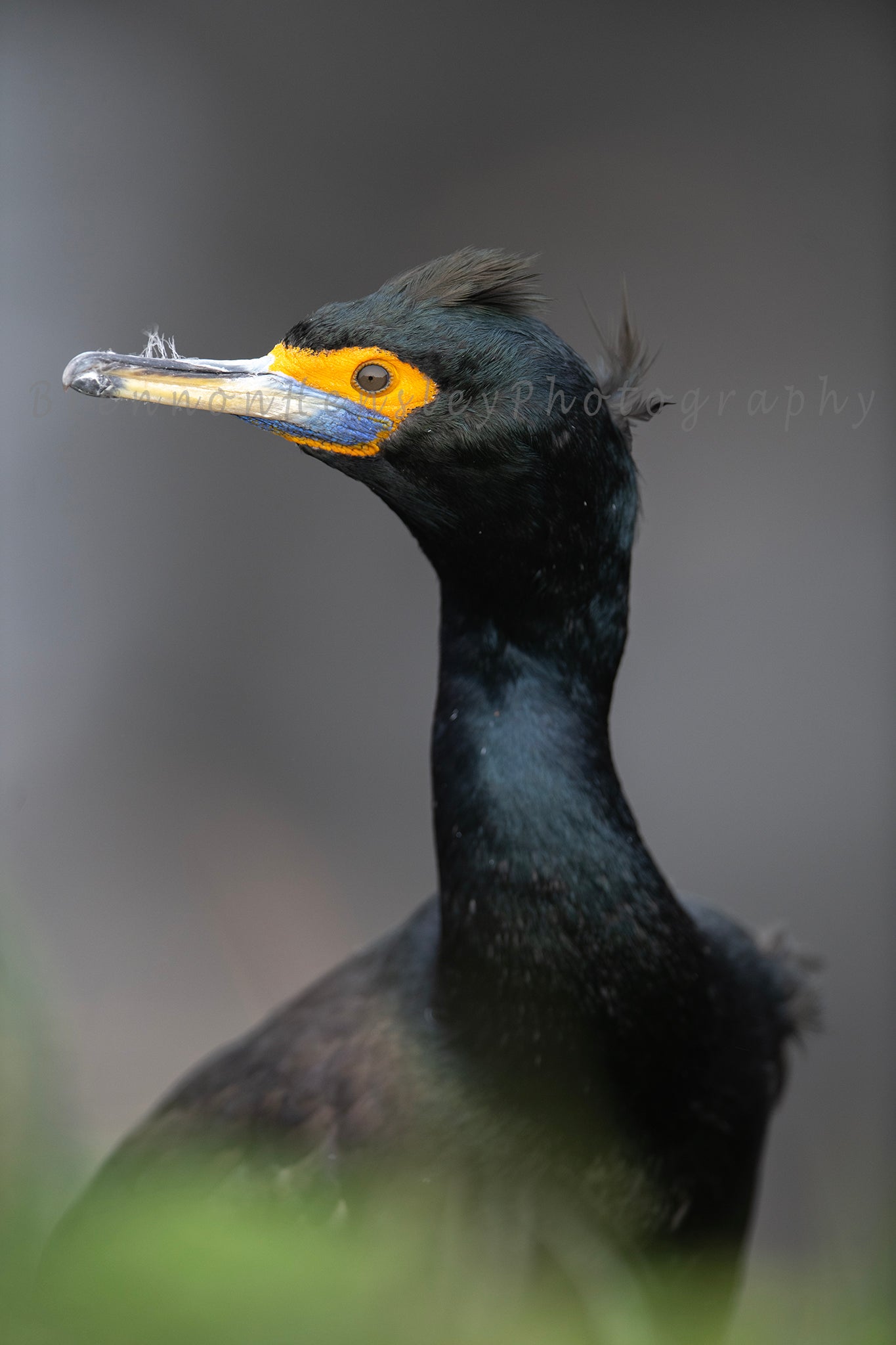 Red-Faced Cormorant