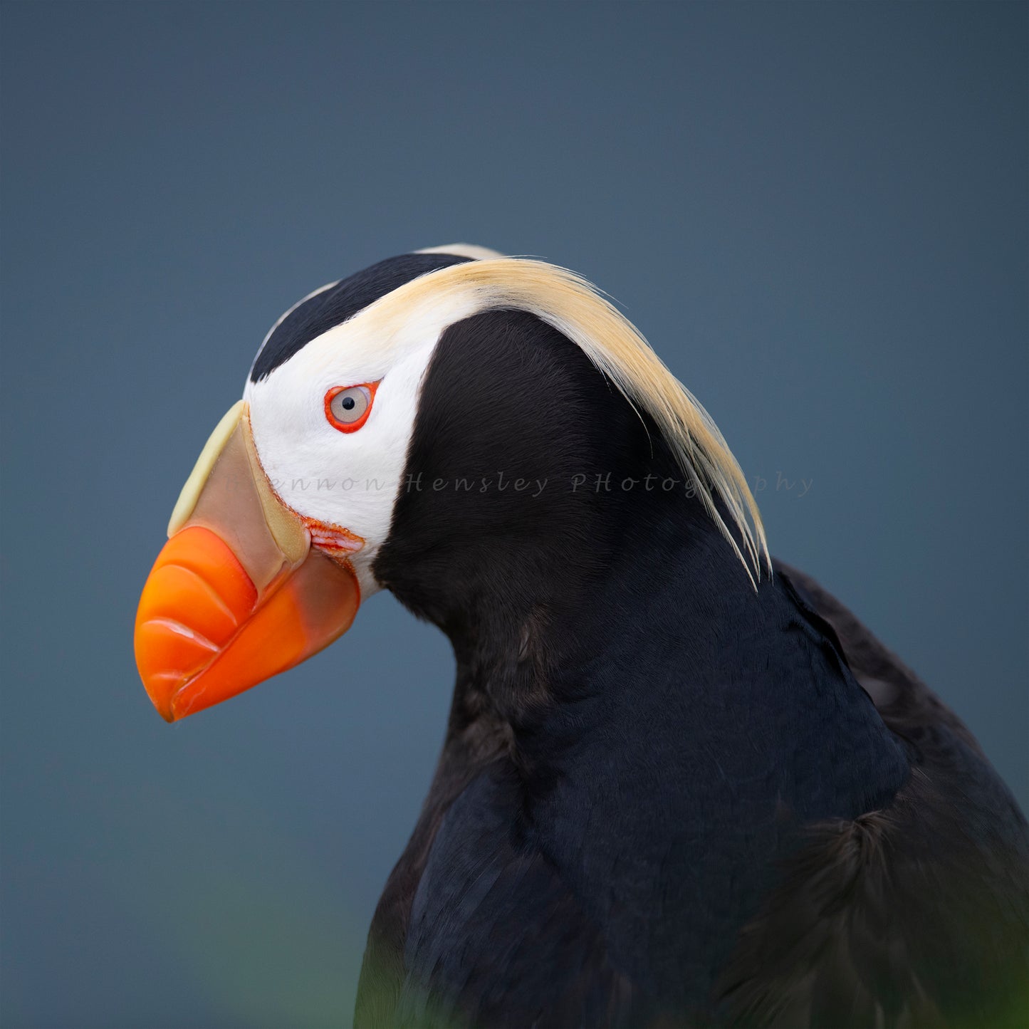 Tufted Puffin